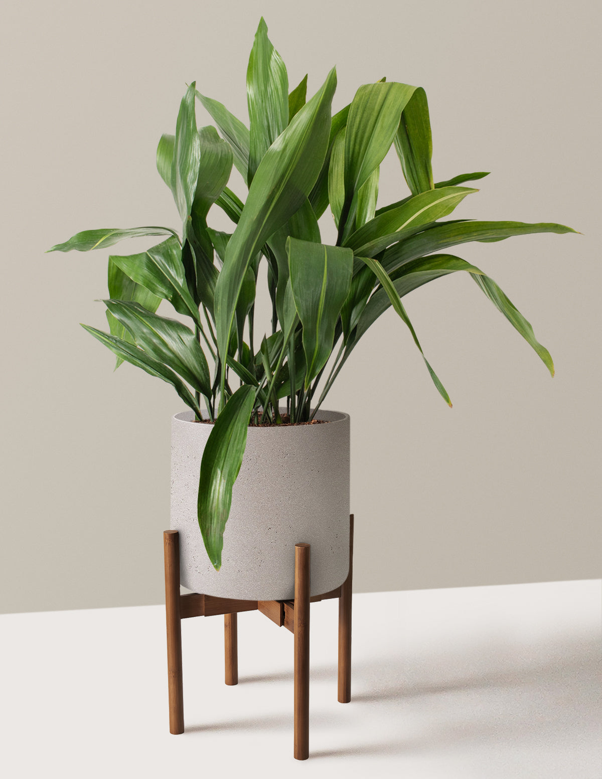 Large Cast Iron Plant