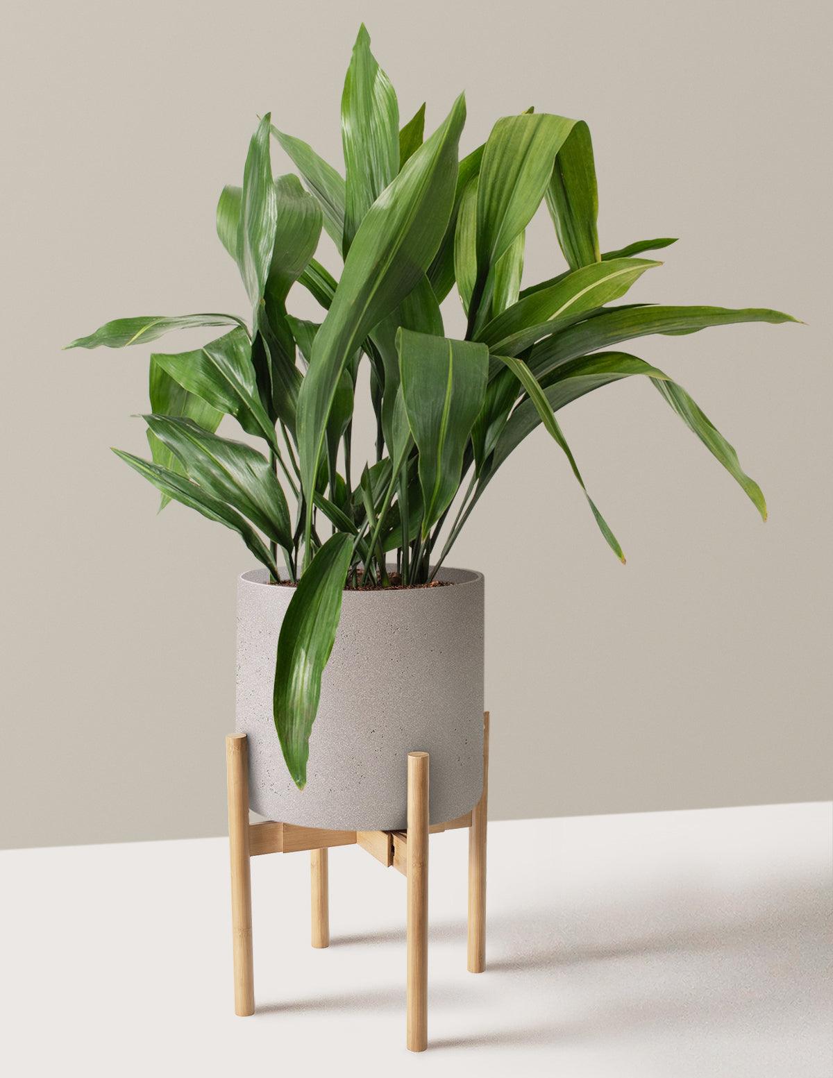 Large Cast Iron Plant