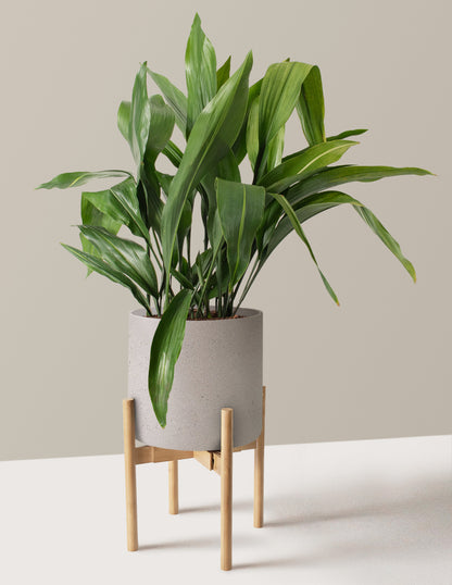 Large Cast Iron Plant