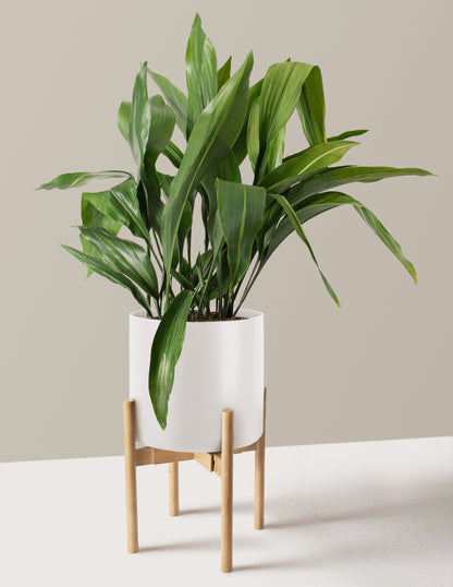 Large Cast Iron Plant