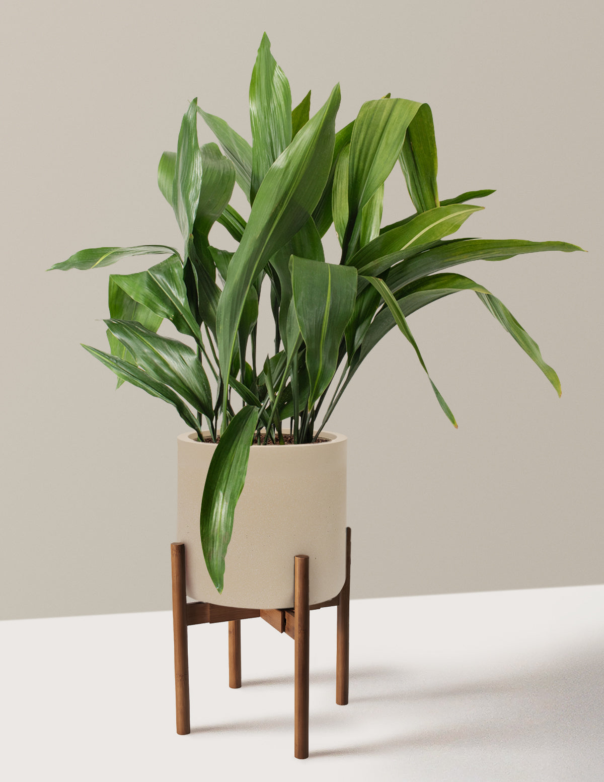 Large Cast Iron Plant