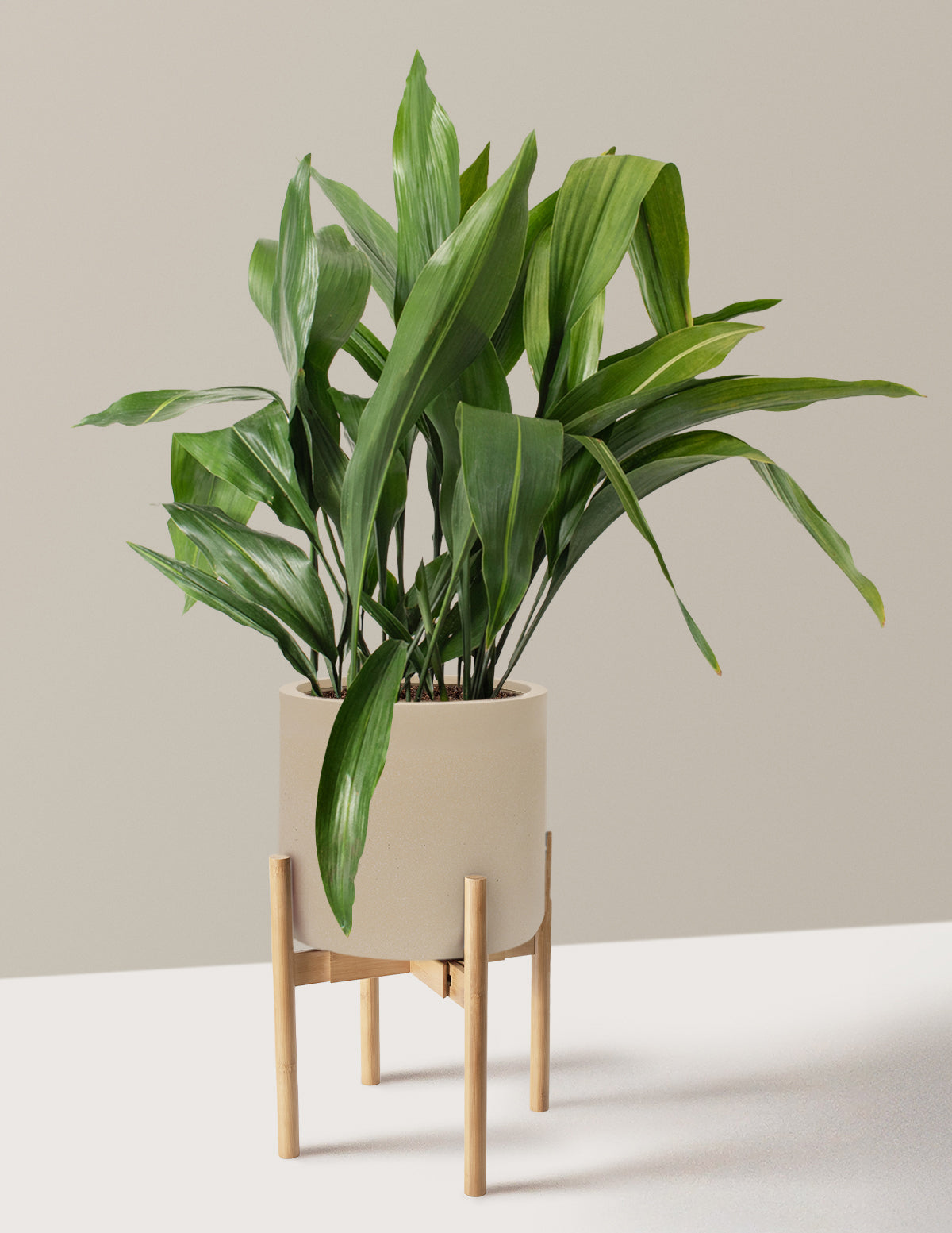 Large Cast Iron Plant