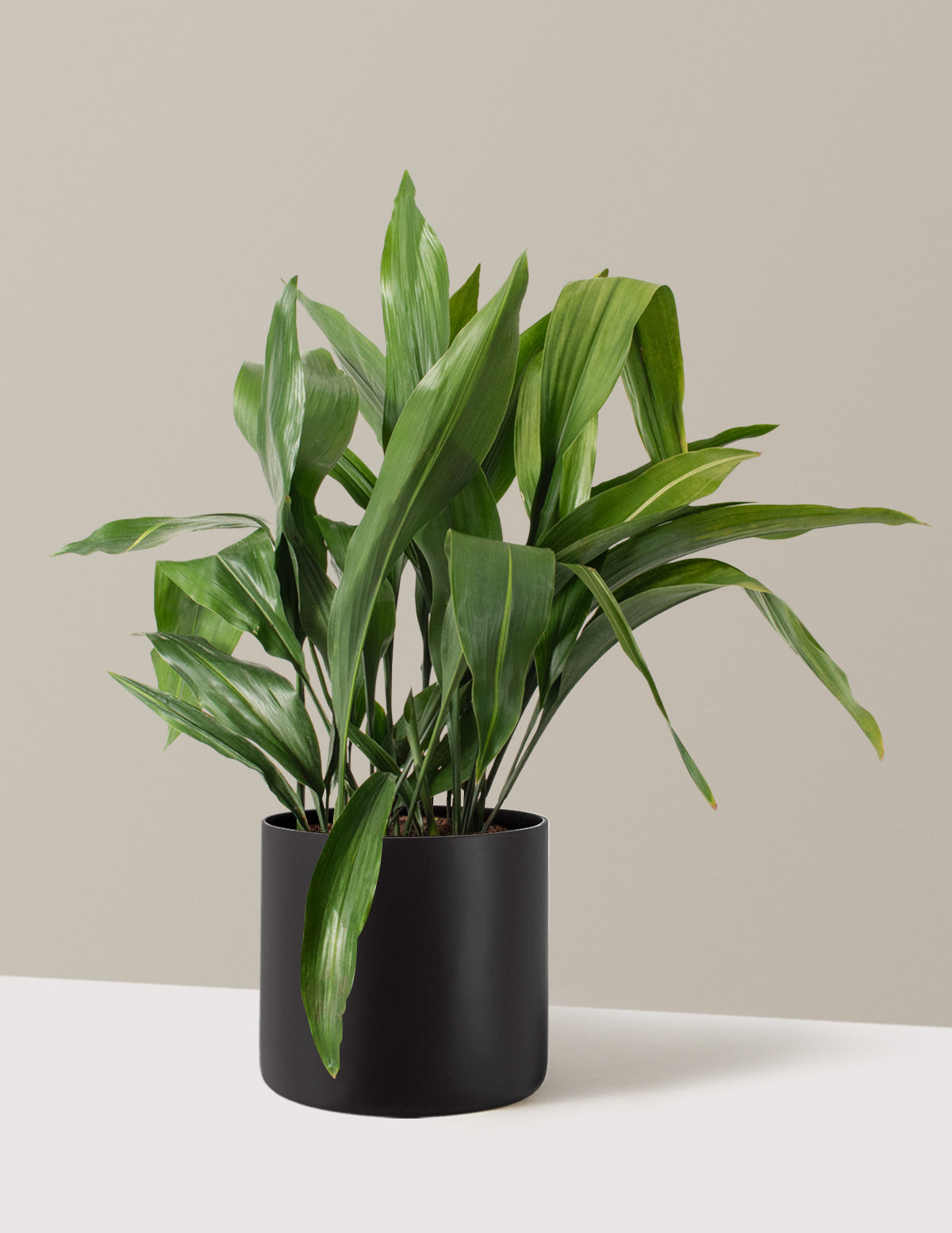 Large Cast Iron Plant