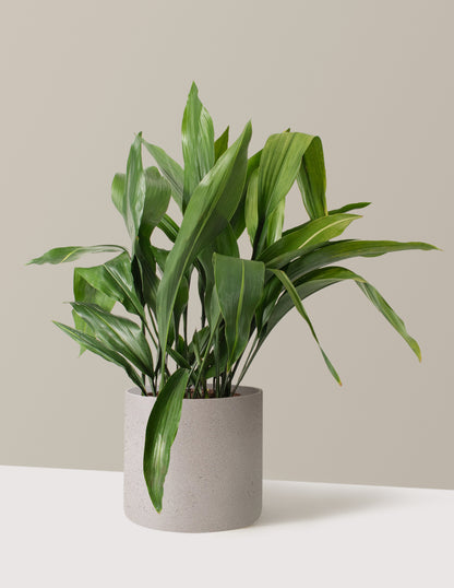 Large Cast Iron Plant