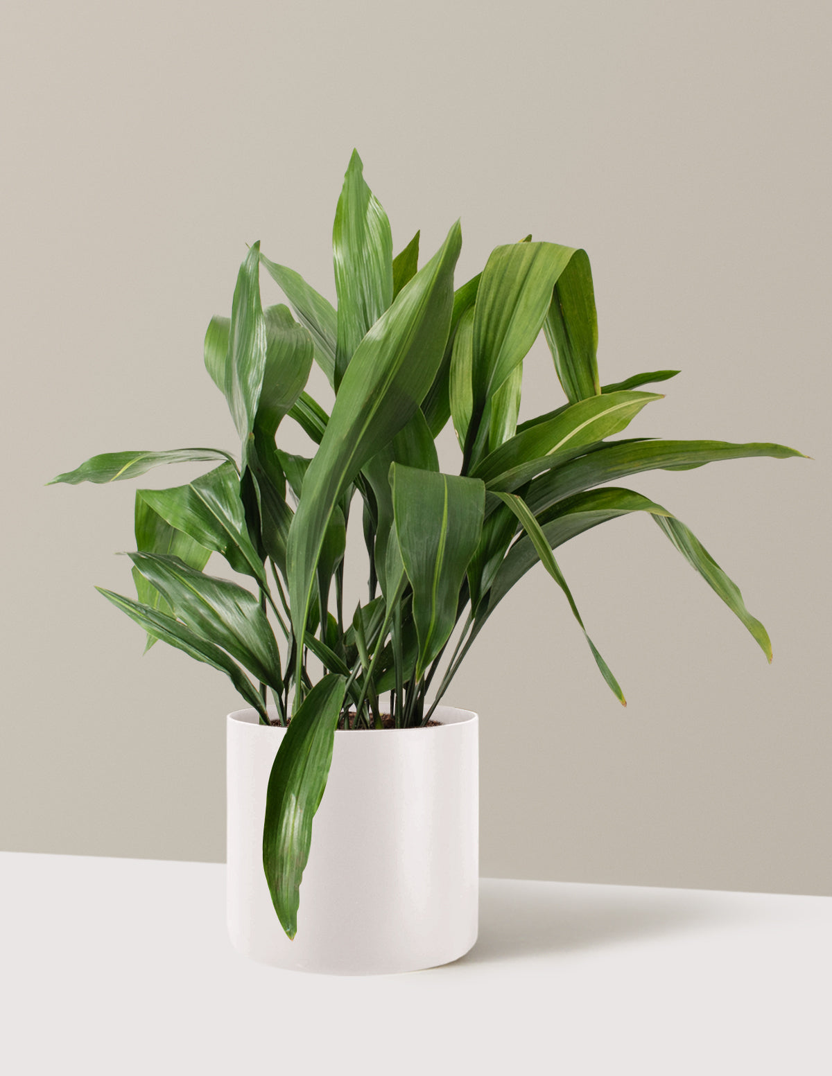 Large Cast Iron Plant