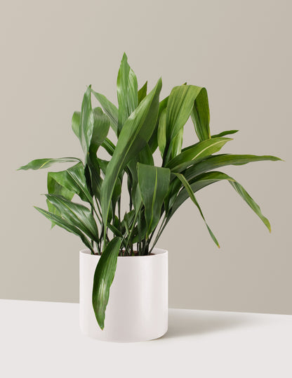 Large Cast Iron Plant