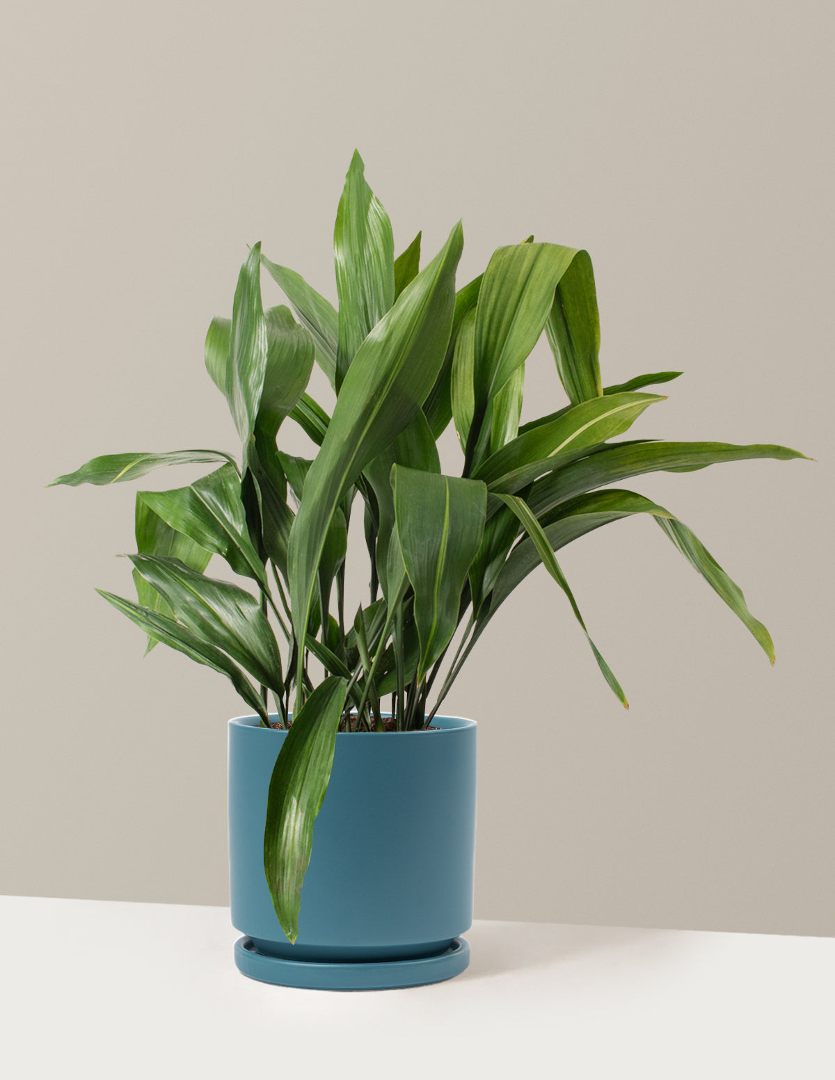 Large Cast Iron Plant