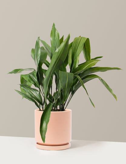 cast iron pots for plants Large Cast Iron Plant with Planter - Large (2-3' tall) Sand Planter