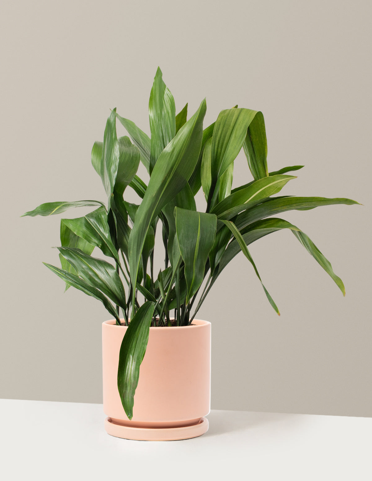 Large Cast Iron Plant