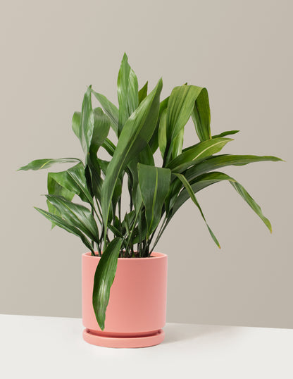 cast iron plant pots for sale Large Cast Iron Plant with Planter - Large (2-3' tall) Sand Planter
