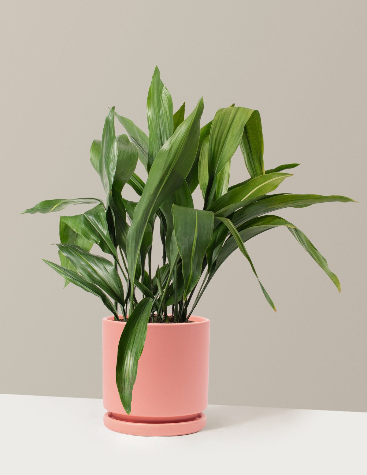 Large Cast Iron Plant