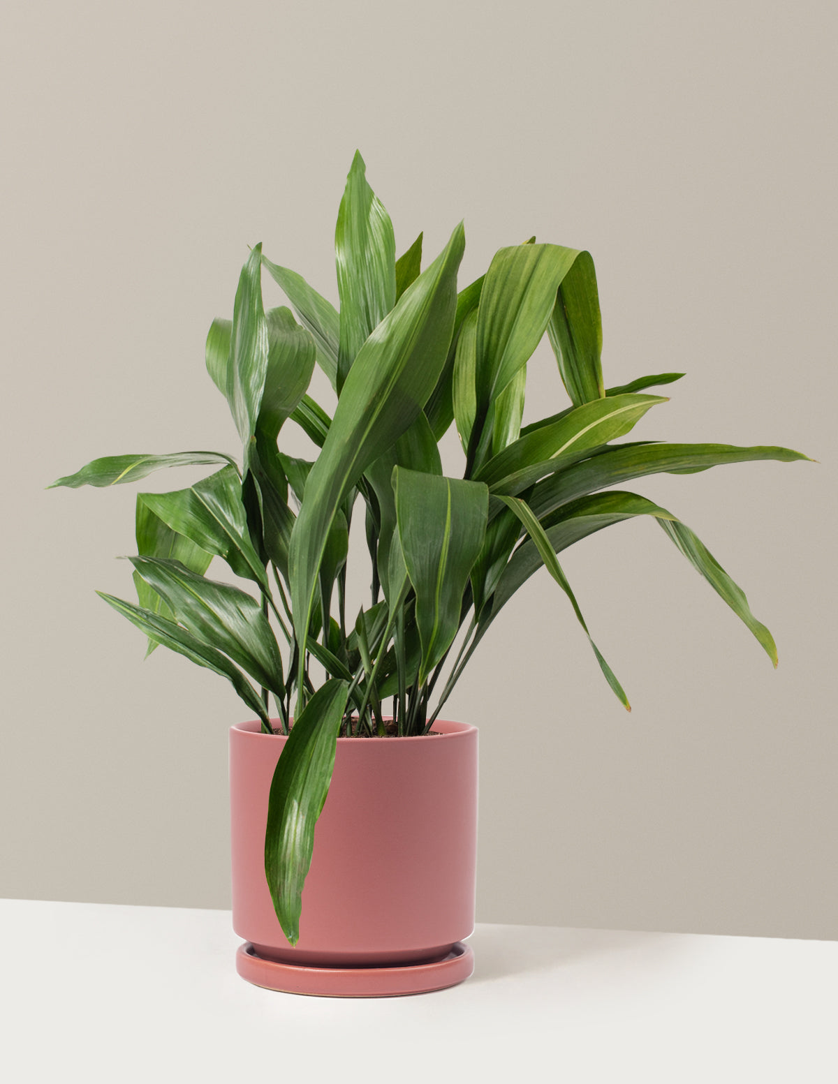 Large Cast Iron Plant