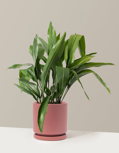 Large Cast Iron Plant