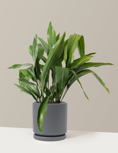 steel house plant Large Cast Iron Plant with Planter - Large (2-3' tall) Sand Planter