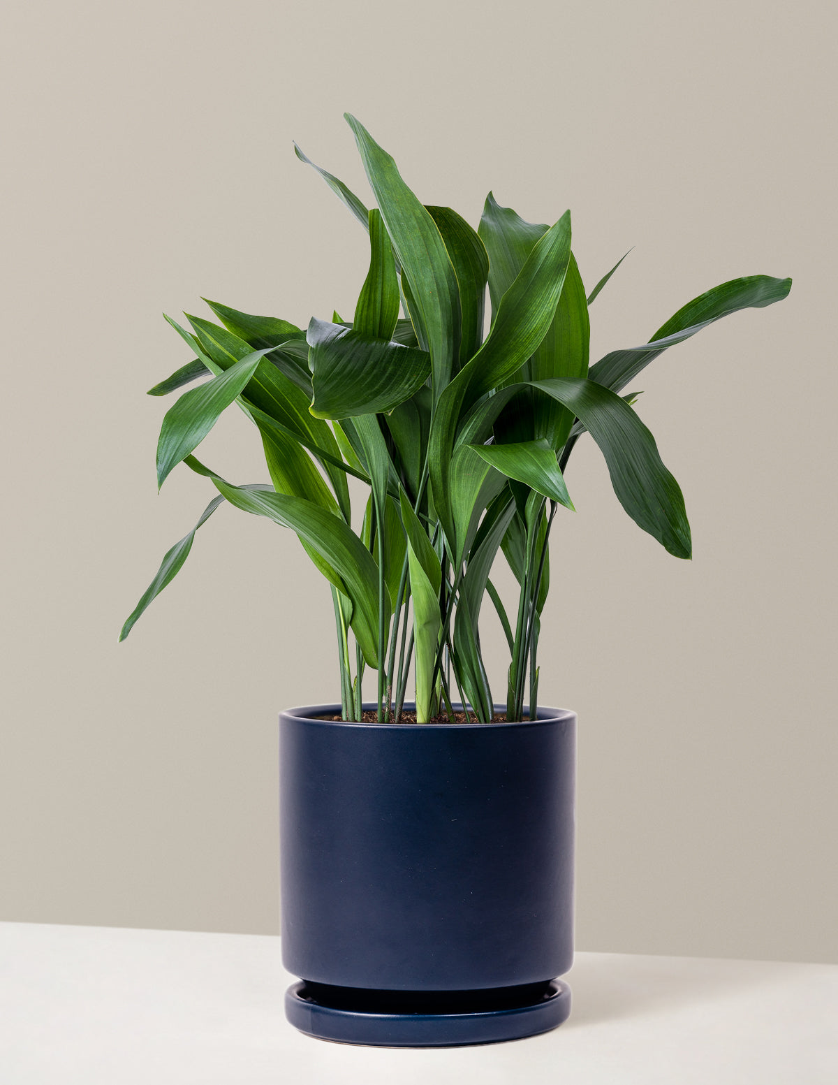 Large Cast Iron Plant