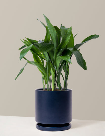 Large Cast Iron Plant