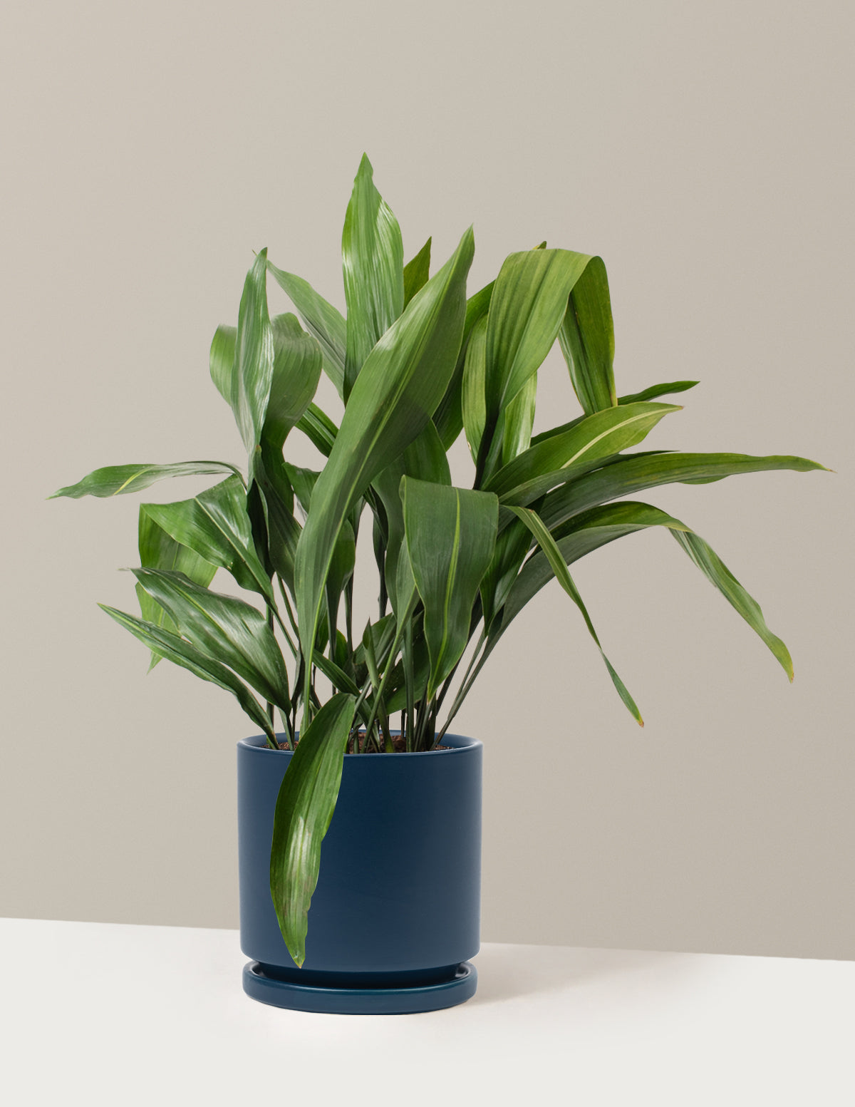 Large Cast Iron Plant