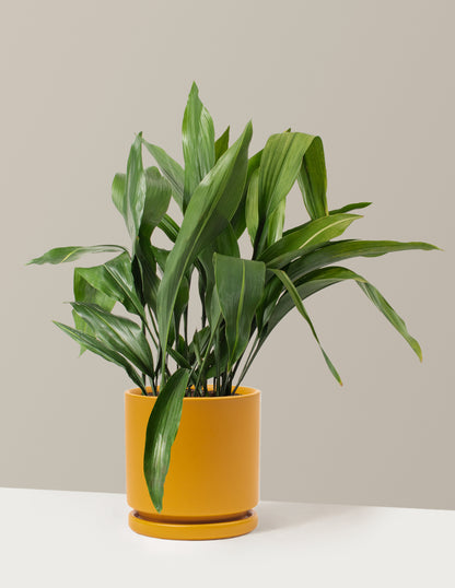 Large Cast Iron Plant