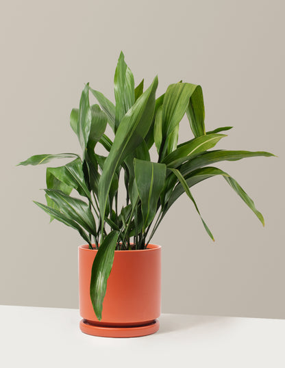 Large Cast Iron Plant