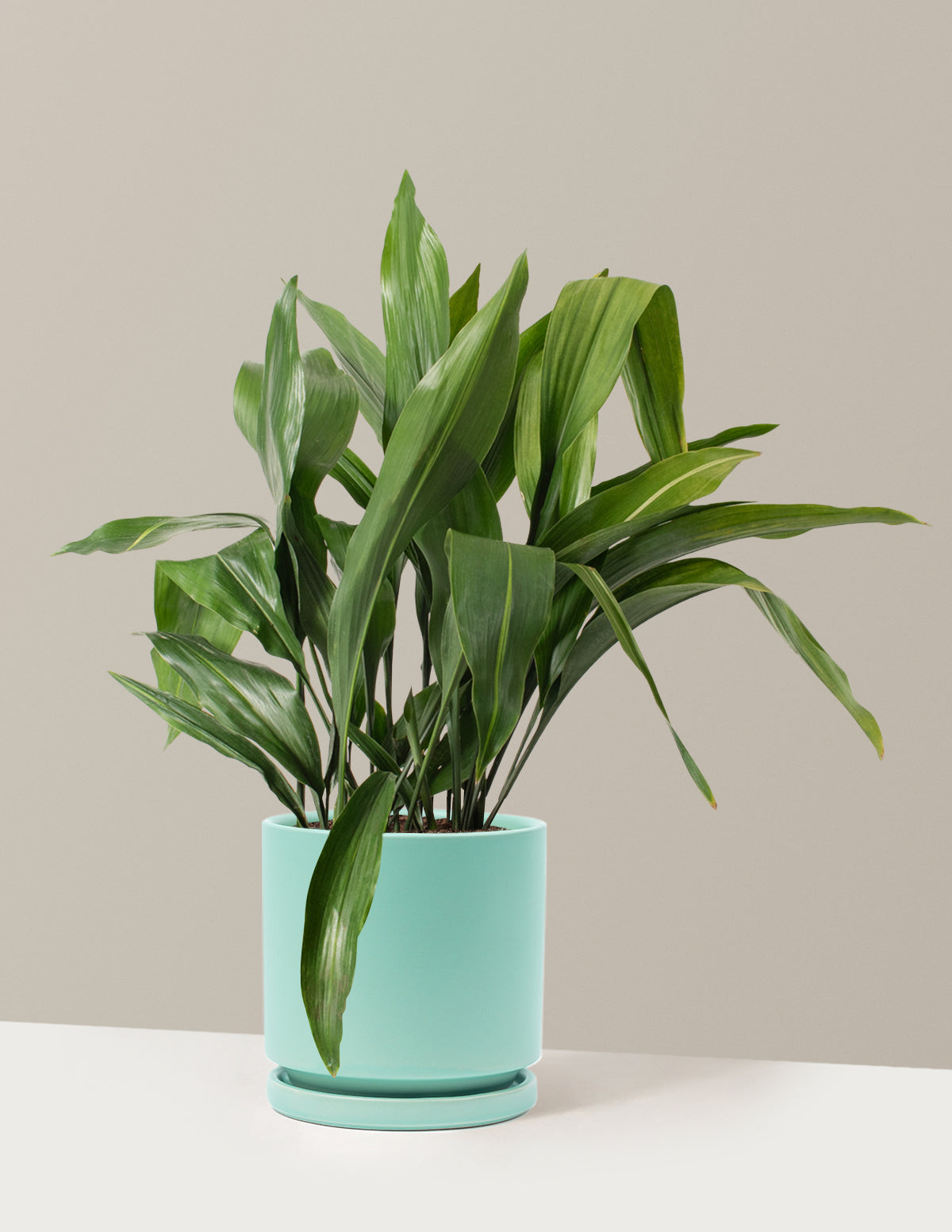 Large Cast Iron Plant