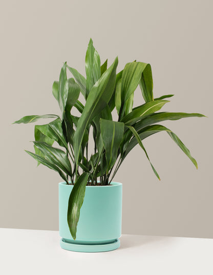 Large Cast Iron Plant