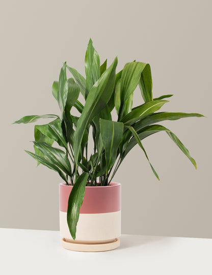 Large Cast Iron Plant