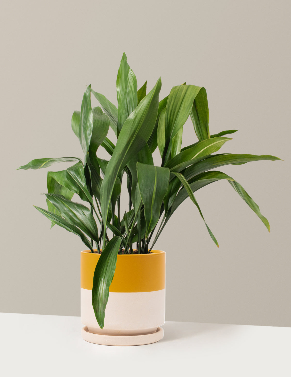 Large Cast Iron Plant