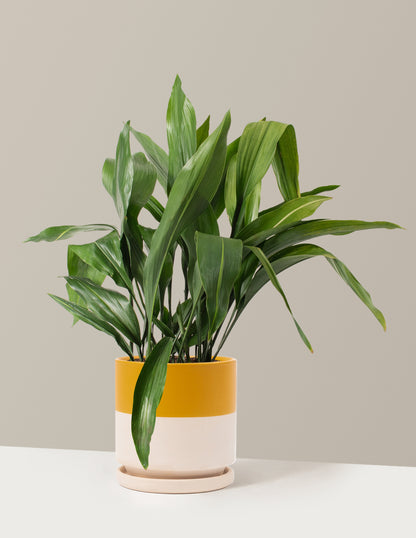 Large Cast Iron Plant