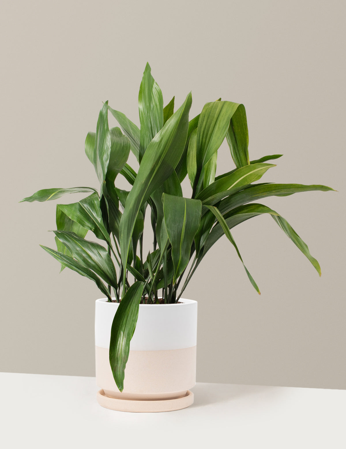 Large Cast Iron Plant