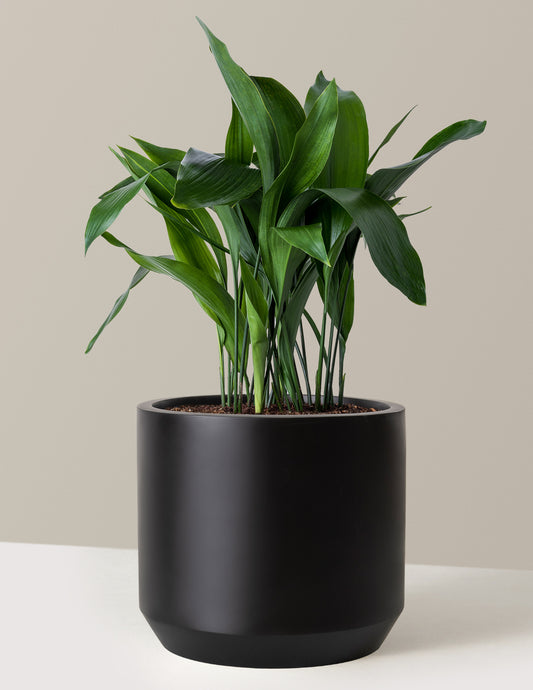 Large Cast Iron Plant