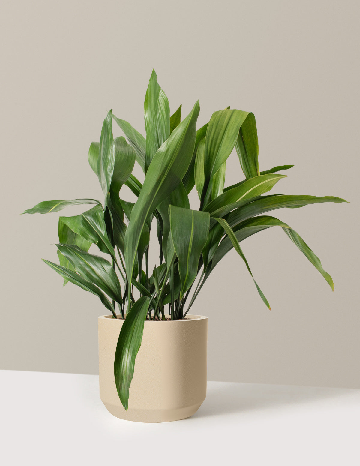 Large Cast Iron Plant