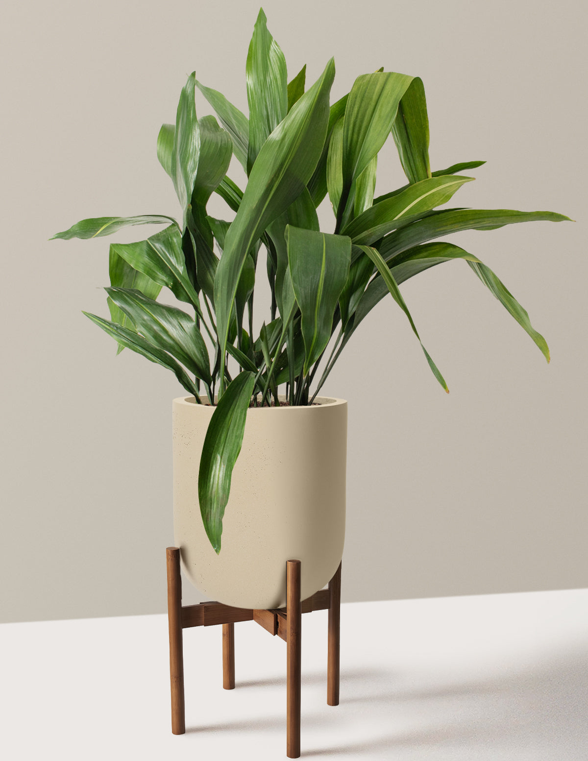 Large Cast Iron Plant