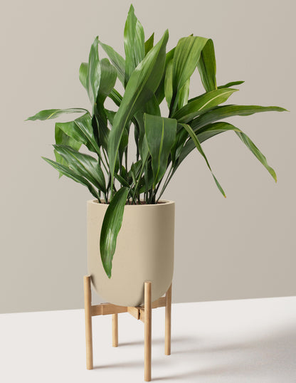 indoor cast iron plant Large Cast Iron Plant with Planter - Large (2-3' tall) Sand Planter