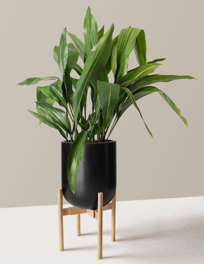 long black plant pots Large Cast Iron Plant with Planter - Large (2-3' tall) Sand Planter
