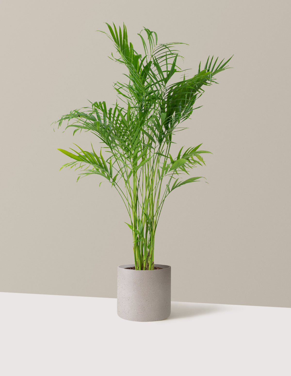 Large Cat Palm
