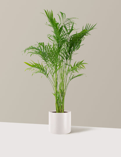 Large Cat Palm
