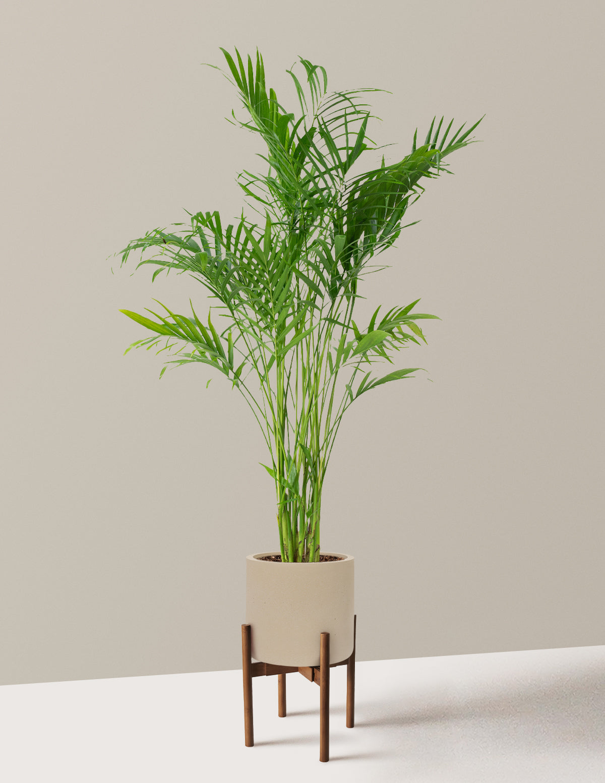 Large Cat Palm