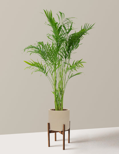 Large Cat Palm