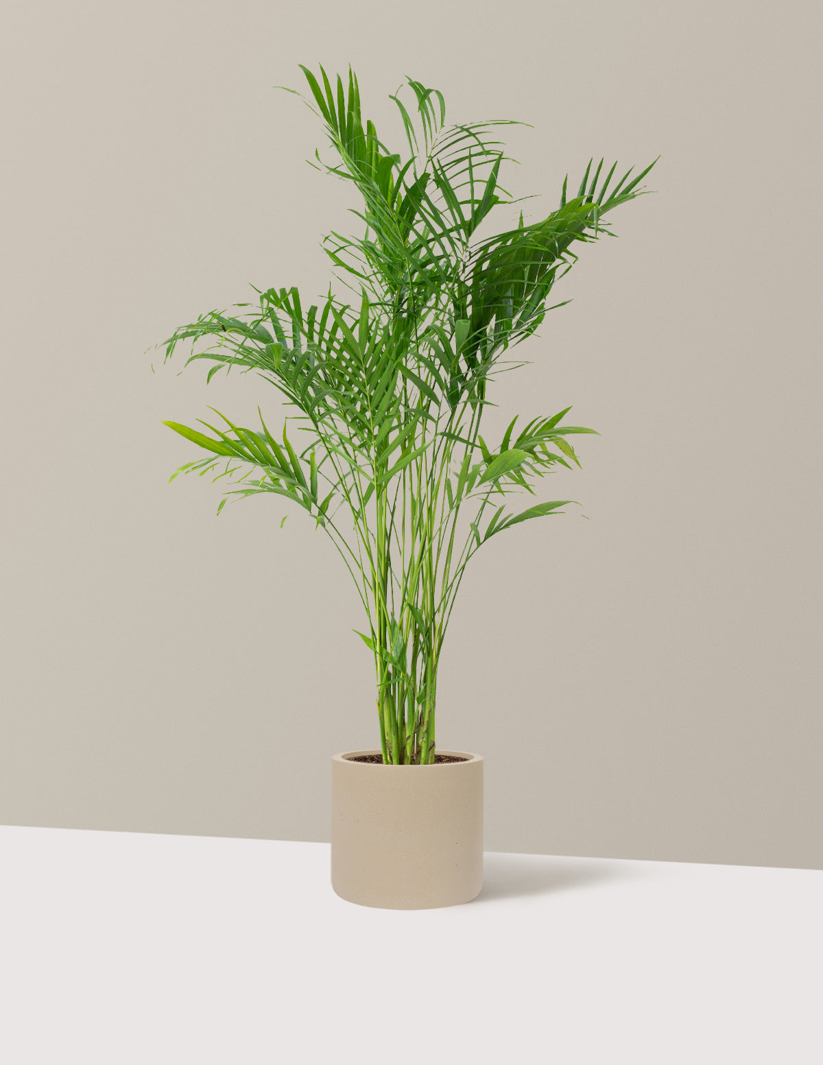 Large Cat Palm