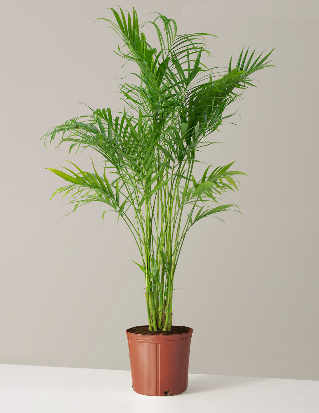 bundle | Large | Grow Pot