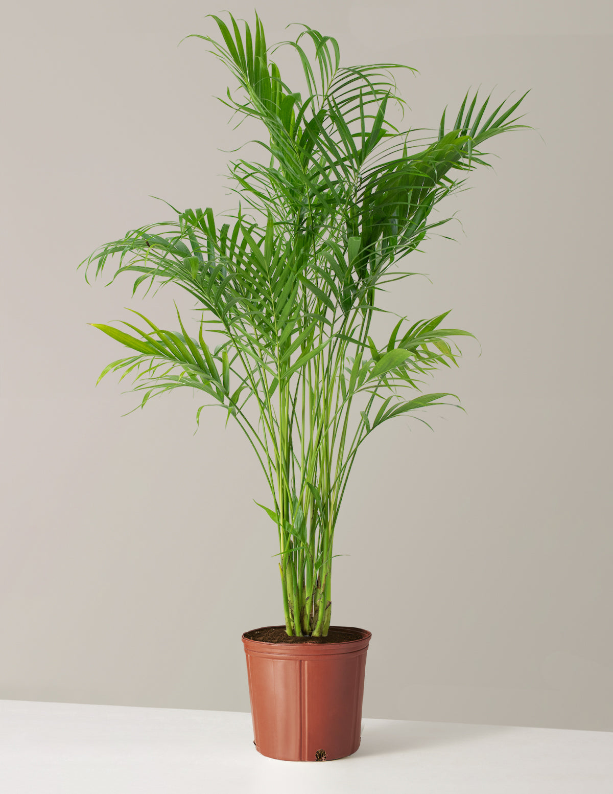 bundle | Large | Grow Pot