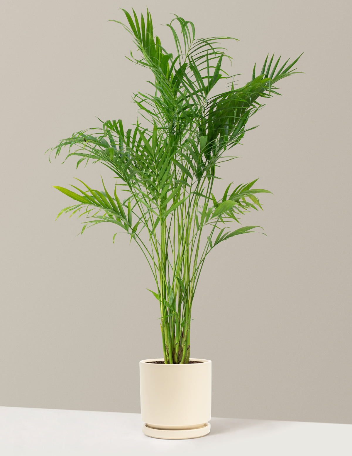 Large Cat Palm