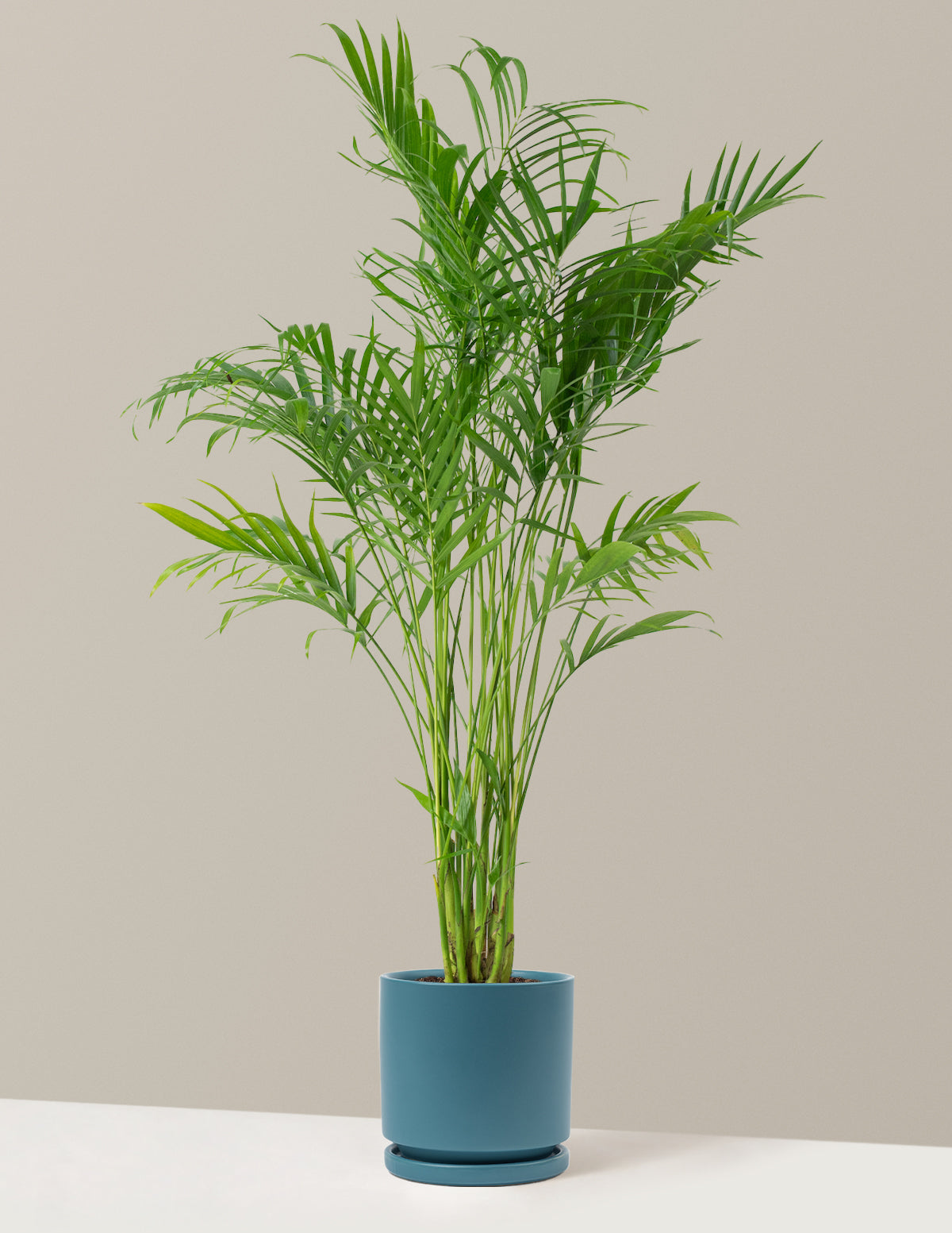 Large Cat Palm