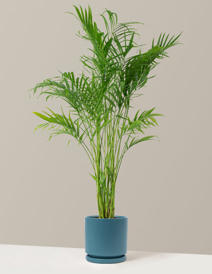 Large Cat Palm