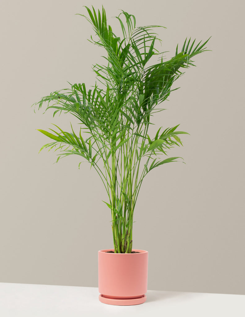 is cat palm indoor or outdoor Large Cat Palm