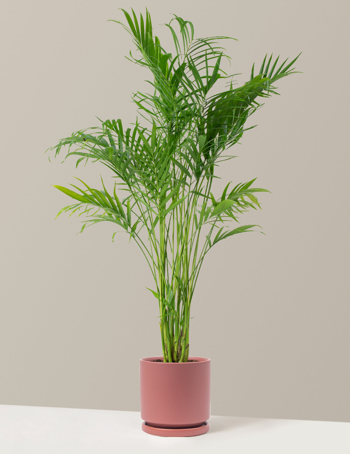 Large Cat Palm