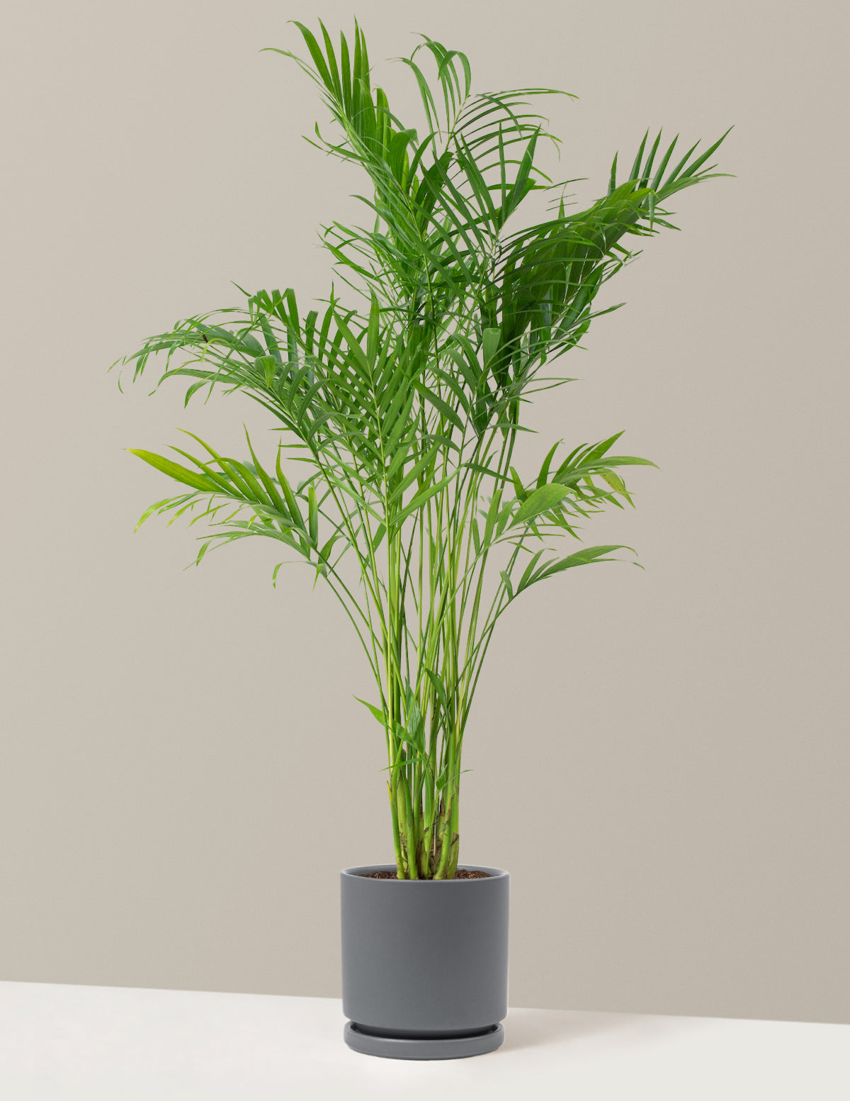 Large Cat Palm