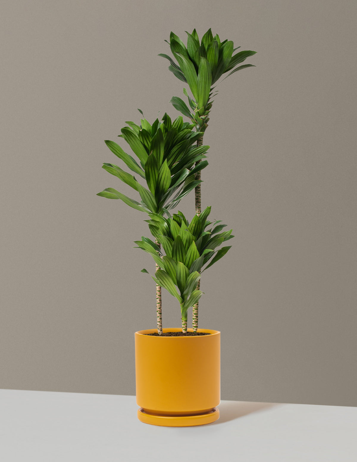 Large Dracaena Compacta Cane