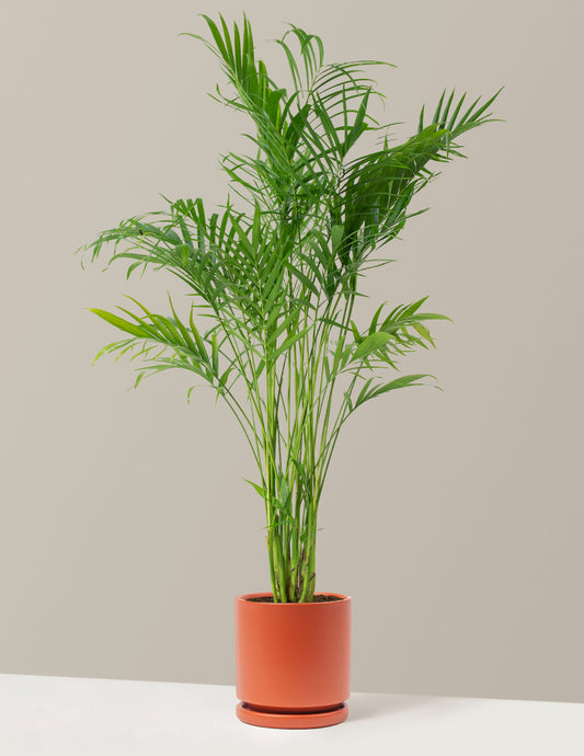 Large Cat Palm