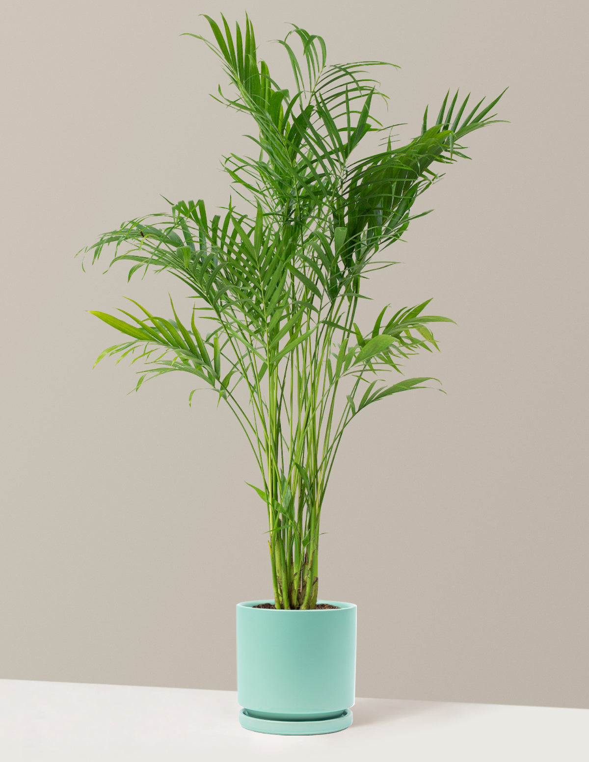 Large Cat Palm